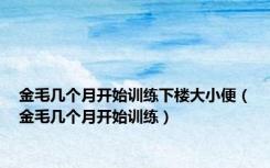 金毛几个月开始训练下楼大小便（金毛几个月开始训练）