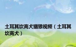 土耳其坎高犬猎狼视频（土耳其坎高犬）