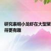 研究表明小龙虾在大型聚会上变得更有趣