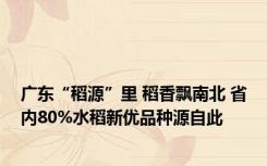 广东“稻源”里 稻香飘南北 省内80%水稻新优品种源自此