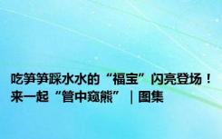 吃笋笋踩水水的“福宝”闪亮登场！来一起“管中窥熊”｜图集