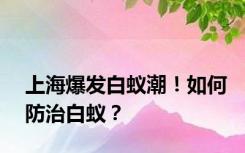 上海爆发白蚁潮！如何防治白蚁？