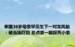 泰国36岁母象罕见生下一对龙凤胎：被当场吓到 差点要一脚踩死小象