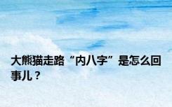 大熊猫走路“内八字”是怎么回事儿？