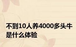 不到10人养4000多头牛是什么体验