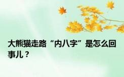 大熊猫走路“内八字”是怎么回事儿？