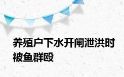 养殖户下水开闸泄洪时被鱼群殴