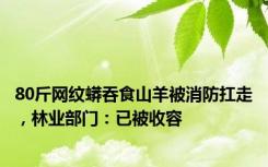 80斤网纹蟒吞食山羊被消防扛走，林业部门：已被收容