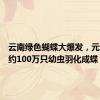 云南绿色蝴蝶大爆发，元江每天约100万只幼虫羽化成蝶