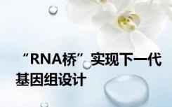 “RNA桥”实现下一代基因组设计