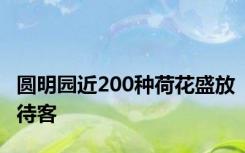 圆明园近200种荷花盛放待客