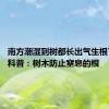 南方潮湿到树都长出气生根了 专家科普：树木防止窒息的根