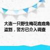 大连一只野生梅花鹿鹿角疑似被盗割，警方已介入调查