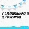 广东蟑螂已经会发光了 网友：像是举着两根应援棒