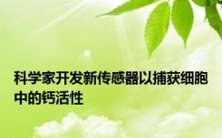 科学家开发新传感器以捕获细胞中的钙活性