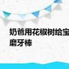 奶爸用花椒树给宝宝做磨牙棒