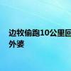 边牧偷跑10公里回乡看外婆