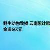 野生动物致损 云南累计赔付保险金逾6亿元