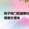 狗子啃门框被揍杜宾围观意外遭殃