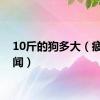 10斤的狗多大（疲柳悬闻）